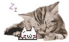 cat cat meow